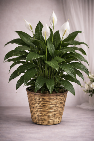 Peace Lily – photo 1 – Baltimore florist Blooming Treasure