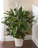 Peace Lily