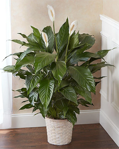 Peace Lily
