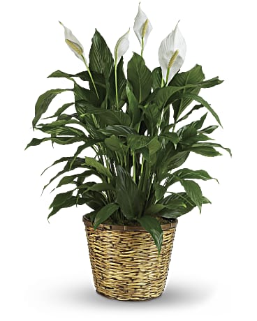 Peace Lily