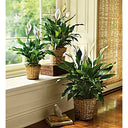 Peace Lily