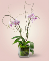 Moonlit Orchid Cascade as shown