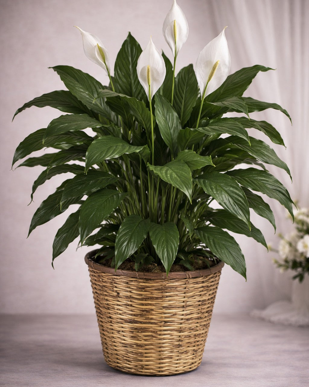 Peace Lily plant with white blooms in a woven basket