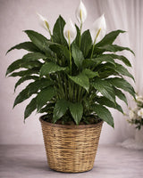 Peace Lily as shown