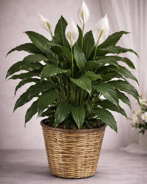 Peace Lily