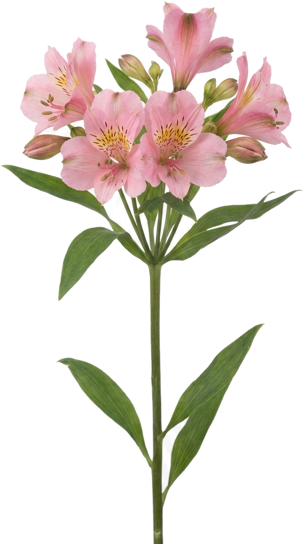 Alstroemeria