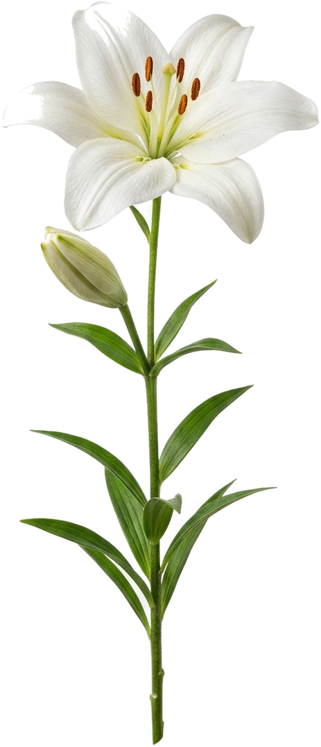 Asiatic Lily