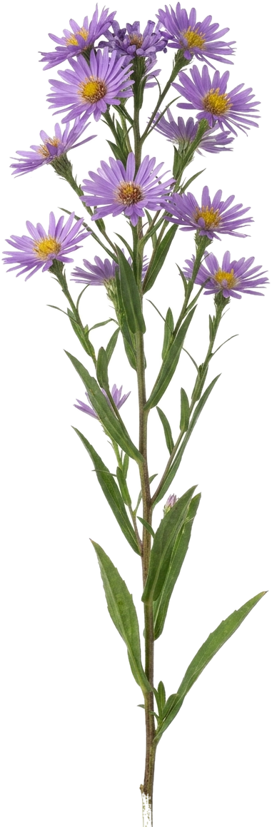 Aster