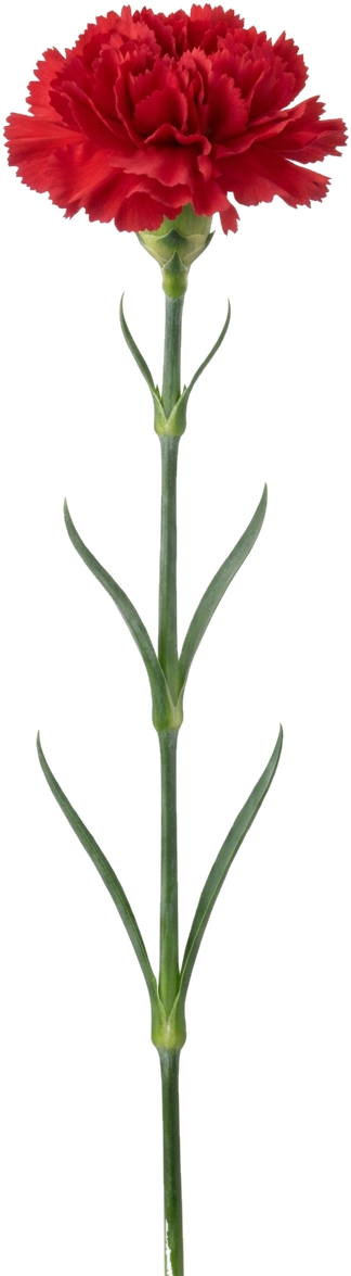 Carnation