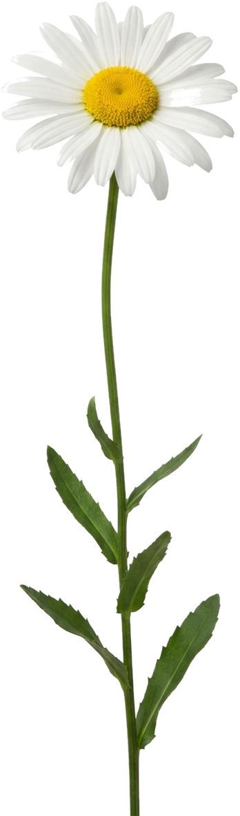 Shasta Daisy