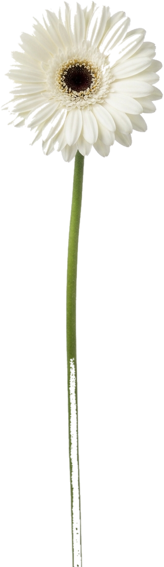 Gerbera Daisy