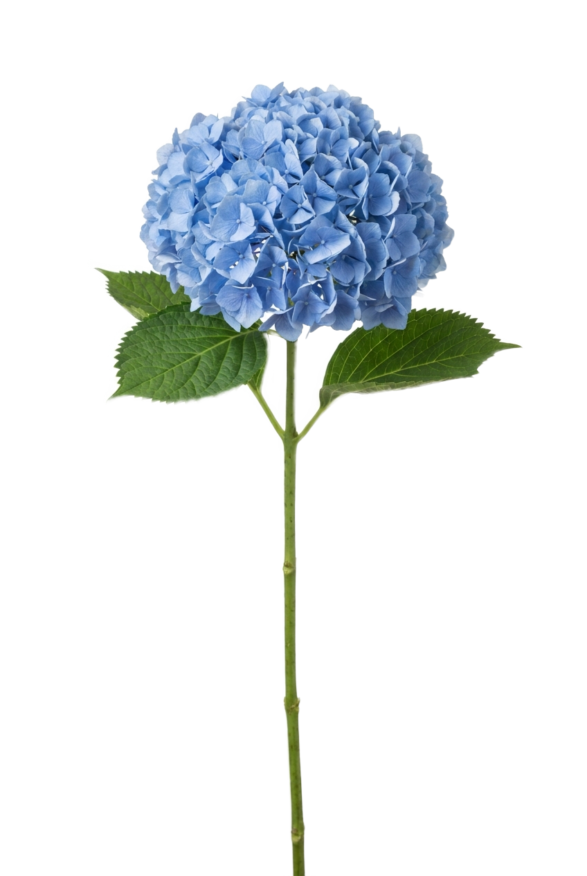 Hydrangea