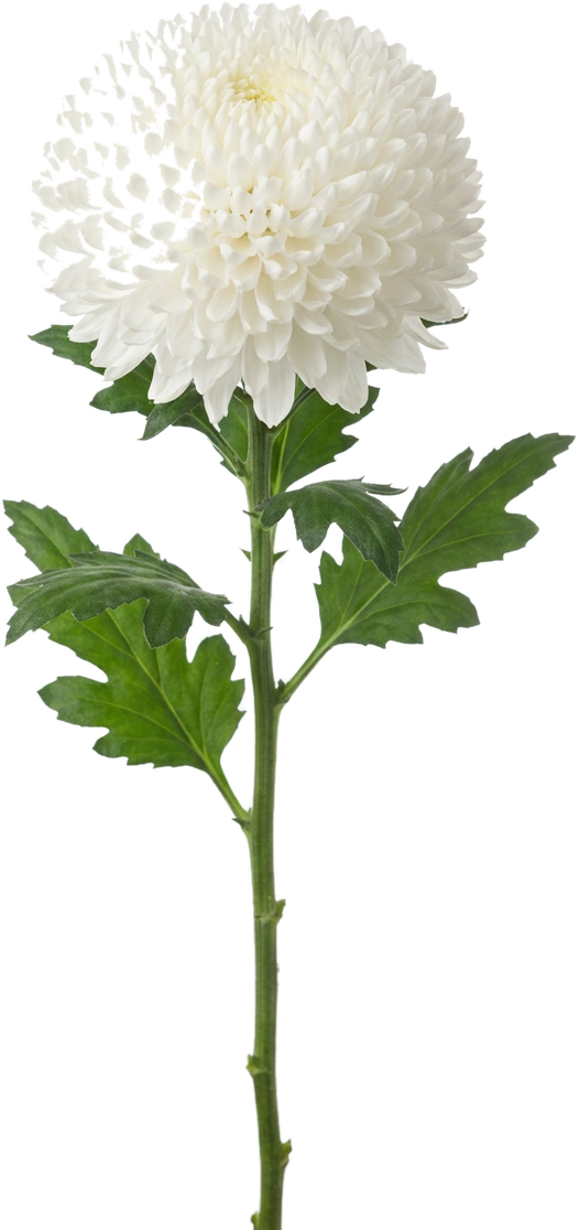 Mum