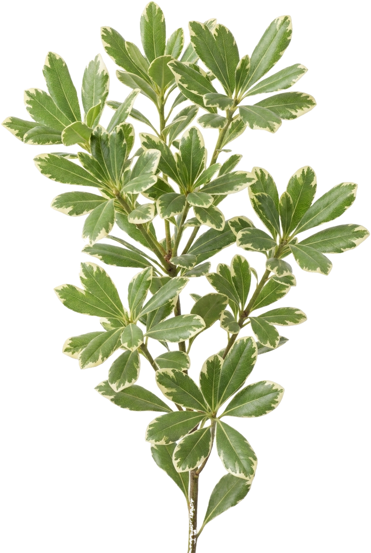 Variegated Pittosporum