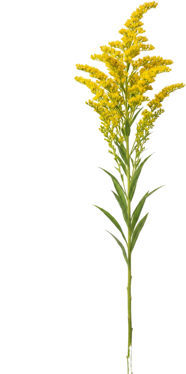 Solidago