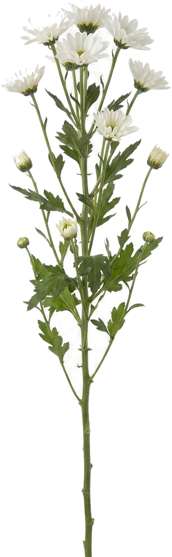 Spray Mum