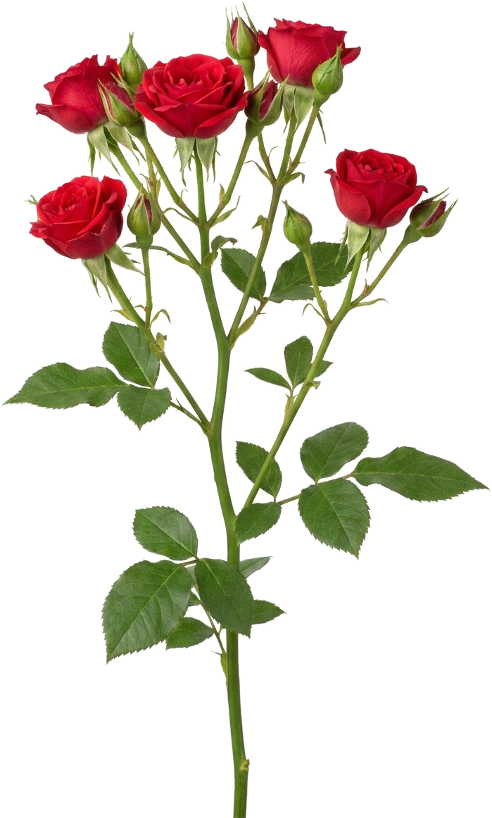 Spray Rose